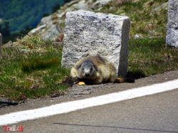 sustenpass_31-05-2025_dsc04142.jpg